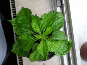 Trinidad Moruga Scorpion Gelb 1
