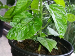 Trinidad Moruga Scorpion Gelb 2