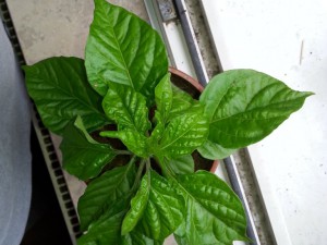 Trinidad Moruga Scorpion Gelb 3