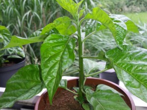 Trinidad Moruga Scorpion Gelb 4