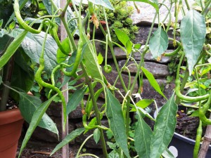 Chili2016-1807 002