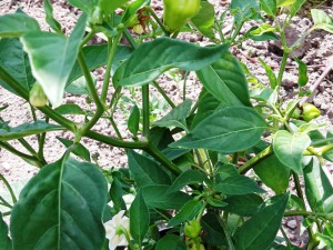 Chili2016-1807 018