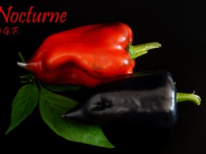 Nocturne DSC01979
