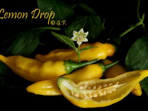 Lemon Drop DSC01872