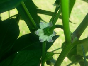 IMG_20160720_125016798