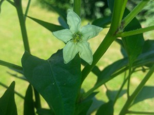 Rawit Blüte
