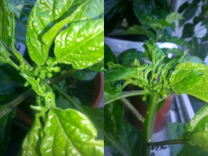 Edeka Habanero Gelb Blüten Ansatz