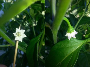 Gr Scotch Bonnet Von Dehner Blüten Vervärbung