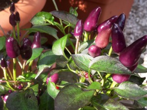Explosive Ember Beeren
