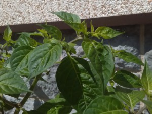 IMG_20160722_115422