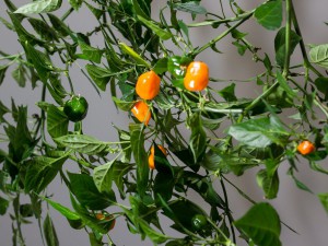 Habanero_Orange_Pflanze