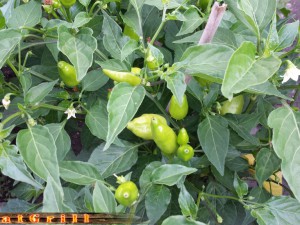 Aji Benito