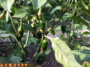 Jalapeno