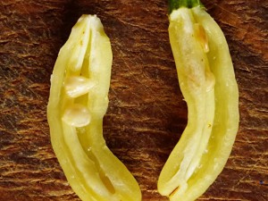 Aribibi Gusano_Frucht 160723007
