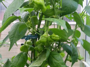 Nepalese Bell 20160725_101951