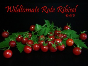 wildtomate Rote Ribisel