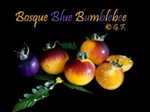 Bosque Blue Bumblebee