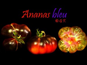 Ananas Bleu
