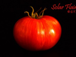 Solar Flair