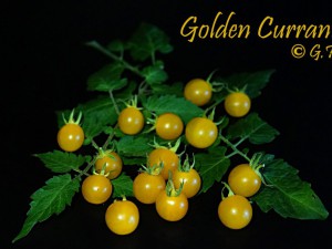 Golden Currant