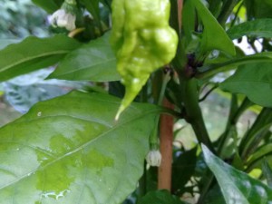 Carolina Reaper