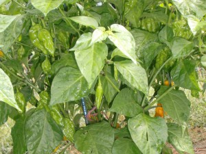 Fatalii