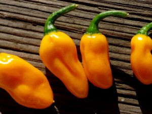 Mako Akokosrade_Frucht 160729001