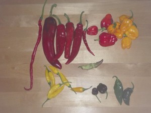 IMG_20160801_185913