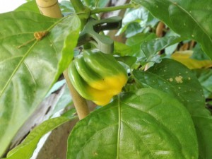IMG_20160801_183736
