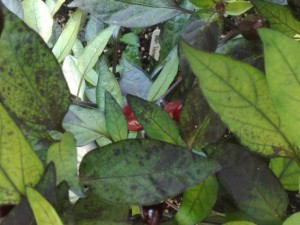 IMG_20160801_183723