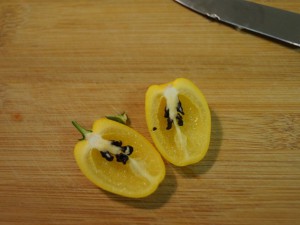 20160802_Rocoto 002