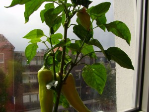 Habanero Orange - Angeblich