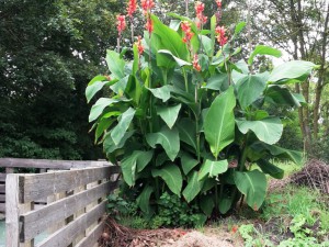 Chili2016-0308 014