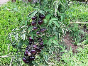 Chili2016-0308 010