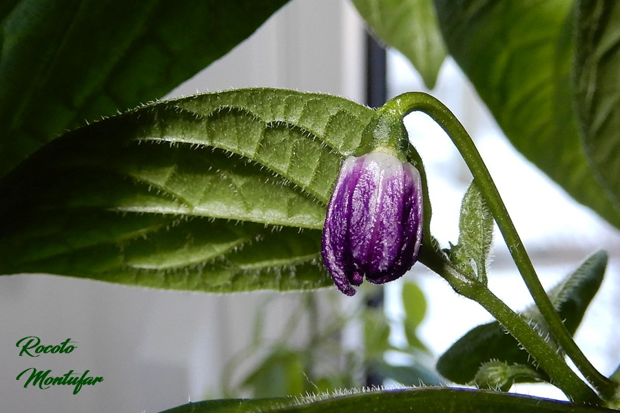 07032017_Flower_Rocoto_Montufar