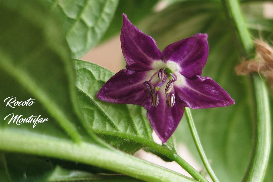 08032017_Flower_Rocoto_Montufar