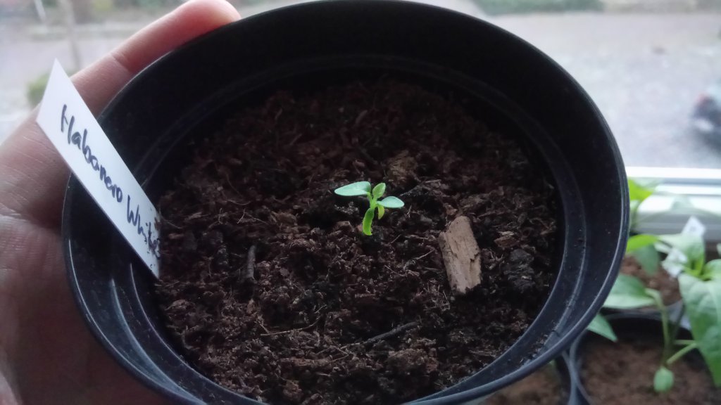 11.03.2018 /// Habanero White