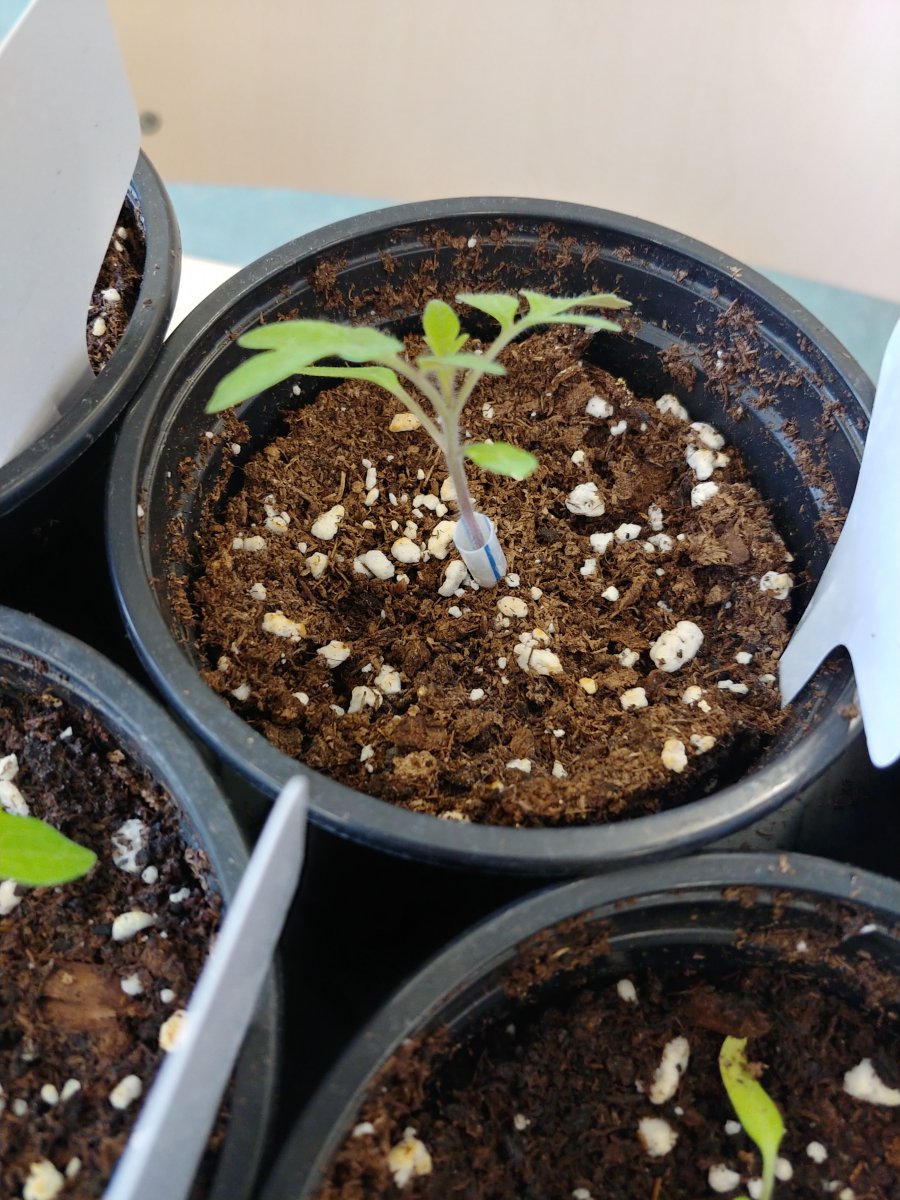 13.3. Tomate mit Halskrause