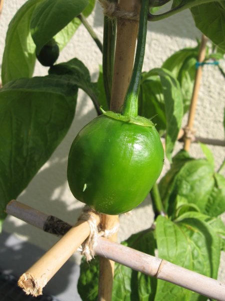 150711_Rocoto Manzano_unreife Frucht