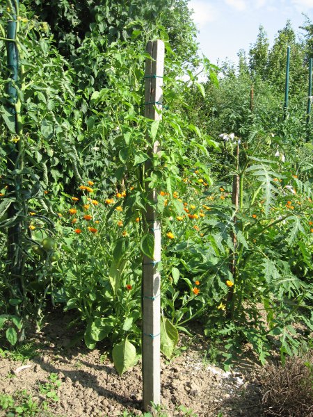 150714_Aji Golden_Freilandpflanze_Stand 14.07.15