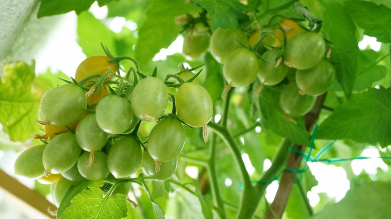 150725004_Dattelweintomate gelb