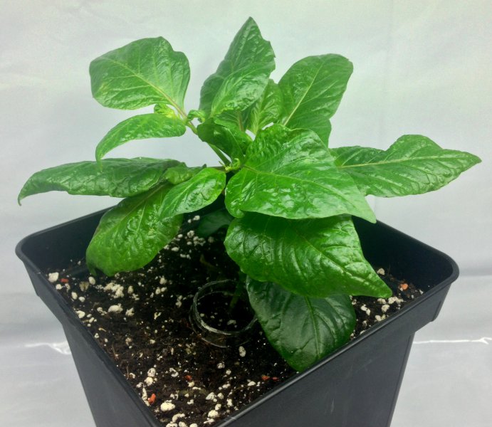 15_Trinidad_Hornet_F5