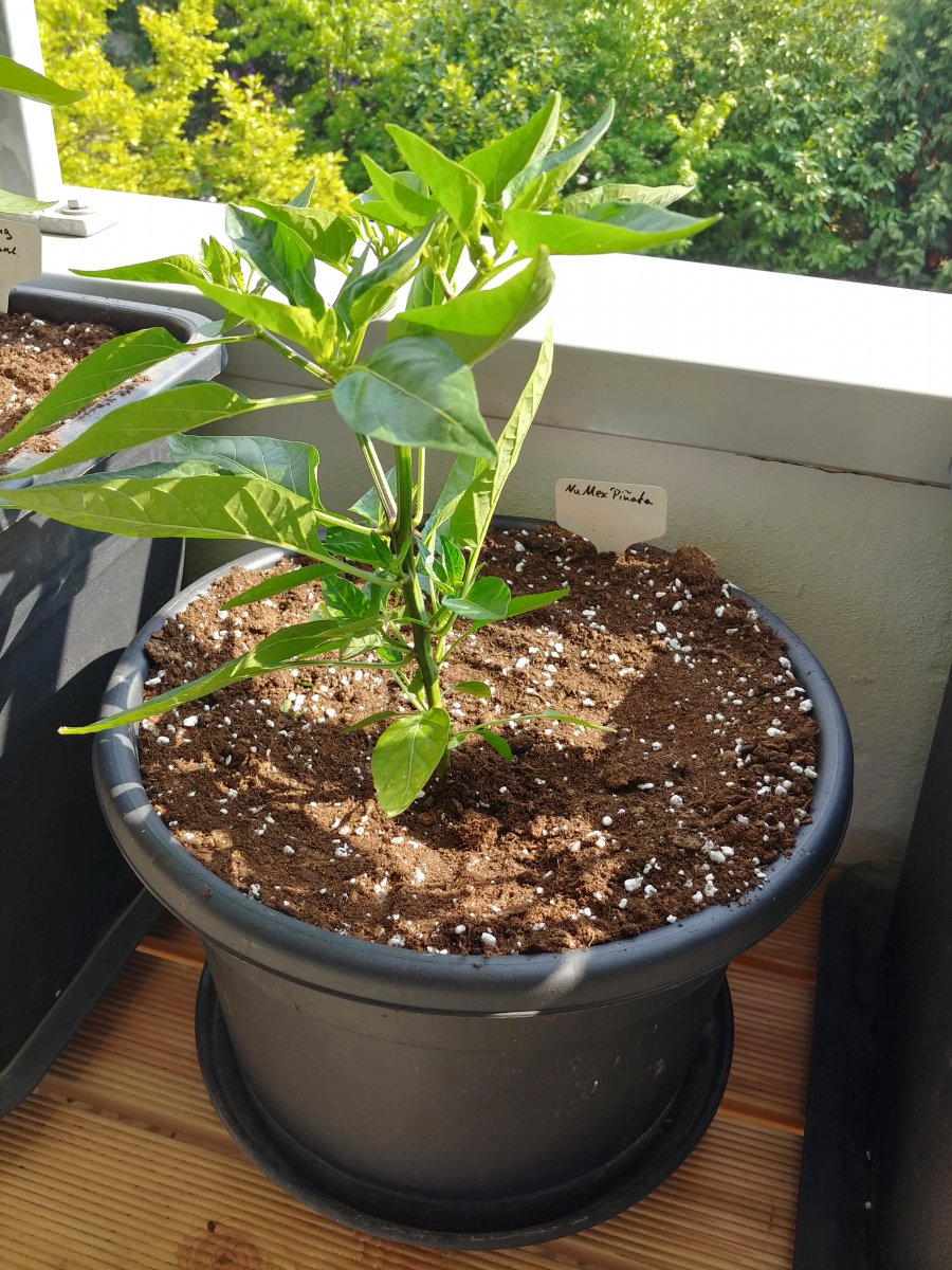 16.5. NuMex Piñata