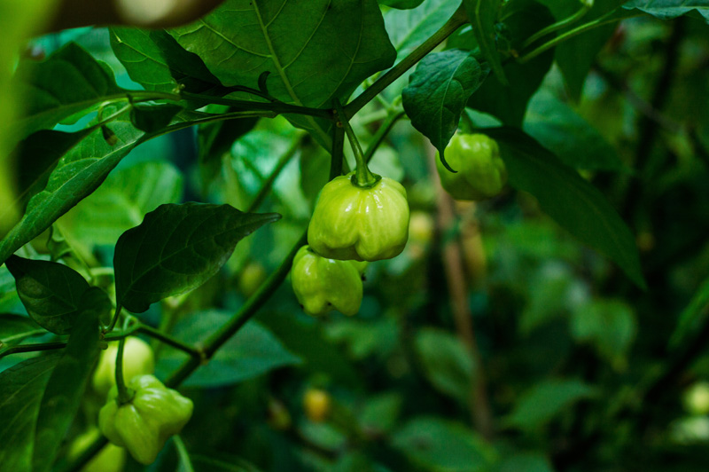 160913_Purple_Habanero