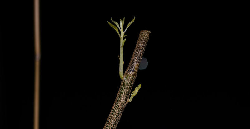 161214_Flexu_Überwinterer
