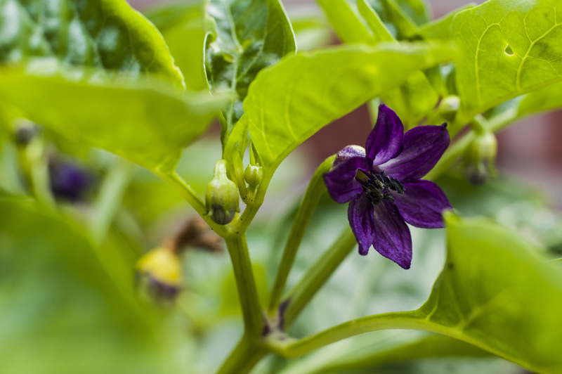 170721_Cumstock_Purple_Pepper1
