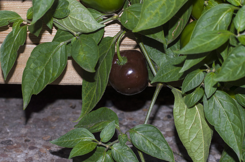 171016_Rocoto_Big_Brown