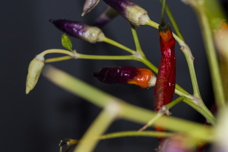 171031_Cumstock_Purple_Pepper