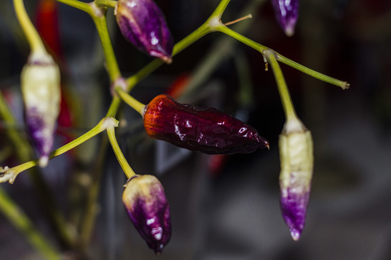 171031_Cumstock_Purple_Pepper_1