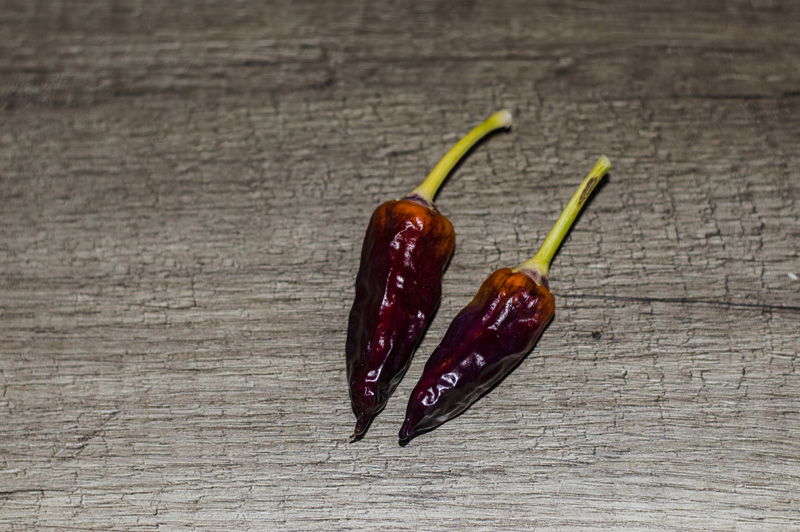 171031_Cumstock_Purple_Pepper_2